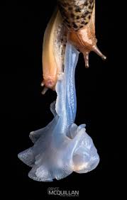 Attēlu rezultāti vaicājumam “Lycogala convexum macro”