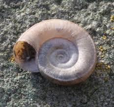 Attēlu rezultāti vaicājumam “Planorbidae”