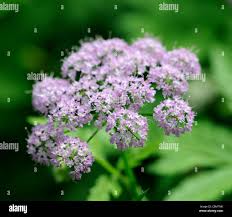 Attēlu rezultāti vaicājumam “Chaerophyllum aromaticum fruit”