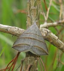 Attēlu rezultāti vaicājumam “Colobochyla salicalis”