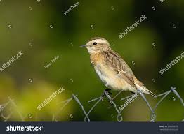 Attēlu rezultāti vaicājumam “Saxicola rubetra juvenile”
