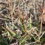 Attēlu rezultāti vaicājumam “Luzula multiflora fruit”