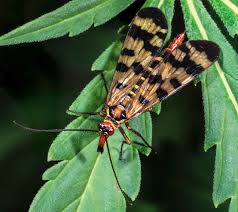 Attēlu rezultāti vaicājumam “Panorpa communis imago”