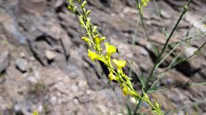 Attēlu rezultāti vaicājumam “Linaria loeselii”
