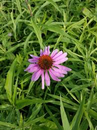 Image result for Echinacea purpurea
