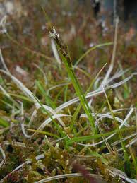Attēlu rezultāti vaicājumam “Carex pilulifera”