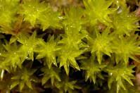 Attēlu rezultāti vaicājumam “Atrichum flavisetum”