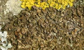 Attēlu rezultāti vaicājumam “Melanohalea exasperata”