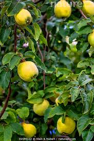 Attēlu rezultāti vaicājumam “Cydonia oblonga fruit”