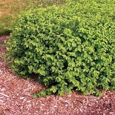 Attēlu rezultāti vaicājumam “Lonicera xylosteum leaf”