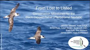 Image result for Pterodroma hasitata