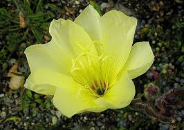Image result for Oenothera odorata