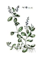Image result for Veronica officinalis
