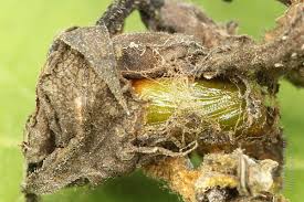 Attēlu rezultāti vaicājumam “Eupithecia subumbrata”