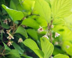 Attēlu rezultāti vaicājumam “Schisandra chinensis flower”