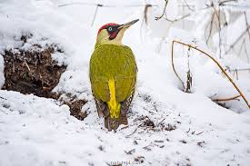 Attēlu rezultāti vaicājumam “Picus viridis”