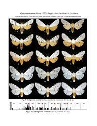 Attēlu rezultāti vaicājumam “Arctiidae”