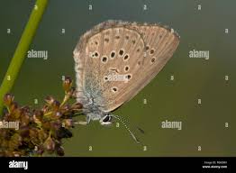 Attēlu rezultāti vaicājumam “Maculinea alcon underside”
