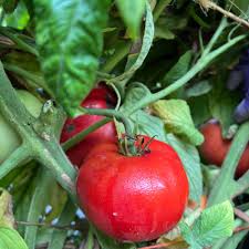 Afbeeldingsresultaat voor brandywine cherry tomato