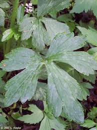 Attēlu rezultāti vaicājumam “Ranunculus mendax”