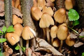 Attēlu rezultāti vaicājumam “Coprinus atramentarius”