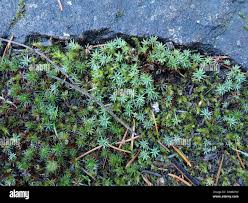 Attēlu rezultāti vaicājumam “Pogonatum urnigerum”