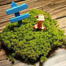 Attēlu rezultāti vaicājumam “Racomitrium canescens sporophyte”