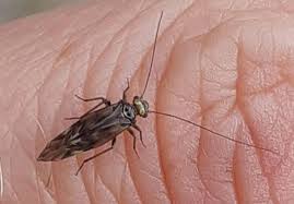 Attēlu rezultāti vaicājumam “Metylophorus nebulosus”