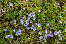 Attēlu rezultāti vaicājumam “Veronica filiformis”