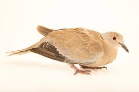 Attēlu rezultāti vaicājumam “Streptopelia decaocto”