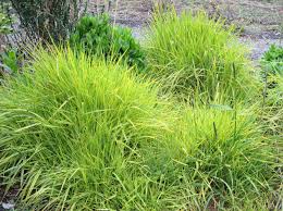 Attēlu rezultāti vaicājumam “Alopecurus pratensis fruit”