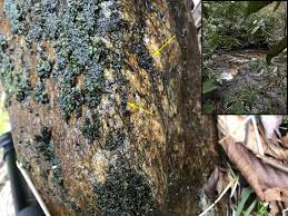 Attēlu rezultāti vaicājumam “Fissidens pusillus sporophyte”