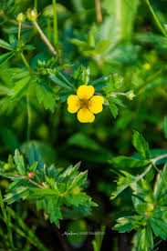 Image result for Potentilla tormentilla