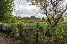 Image result for The Redhill Bowling Club (Wiggie) Ltd