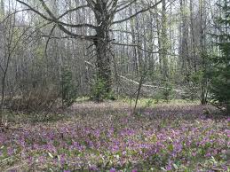 Attēlu rezultāti vaicājumam “Erythronium sibiricum”
