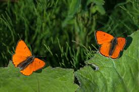 Attēlu rezultāti vaicājumam “Lycaena dispar”