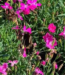 Image result for Dianthus carthusianorum