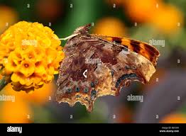 Attēlu rezultāti vaicājumam “Polygonia c-album underside”