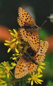 Attēlu rezultāti vaicājumam “Brenthis ino”