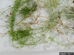 Attēlu rezultāti vaicājumam “Hydrilla verticillata”