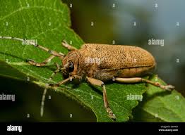 Attēlu rezultāti vaicājumam “Saperda carcharias”