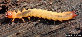 Attēlu rezultāti vaicājumam “Pyrochroidae”