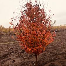 Attēlu rezultāti vaicājumam “Carpinus”