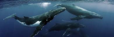 Image result for Megaptera novaeangliae