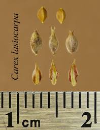 Attēlu rezultāti vaicājumam “Carex lasiocarpa leaf”