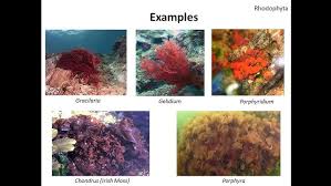 Attēlu rezultāti vaicājumam “Rhodophyta”