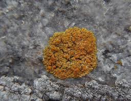 Attēlu rezultāti vaicājumam “Caloplaca scopularis”