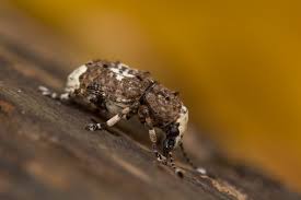 Attēlu rezultāti vaicājumam “Platystomos albinus”