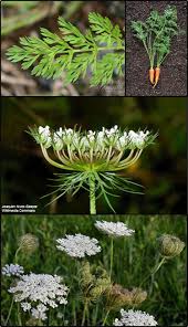 Image result for Daucus carota