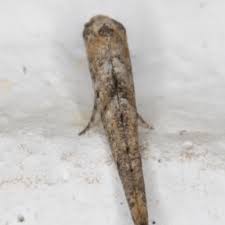 Attēlu rezultāti vaicājumam “Epermeniidae”